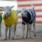 LambJumpersSavingOurFarmers_lambs