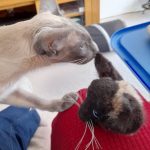 Show&Tell_Jills_cats