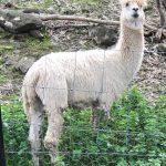 VM_IMG_6747