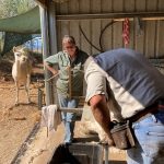 Shearing_1