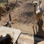 Shearing_2