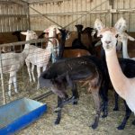 Shearing_4