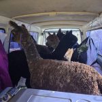 S&T_alpaca-van