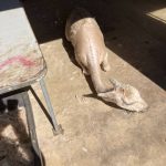 FF_IMG_9023