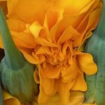 WS_MH_IMG_9295